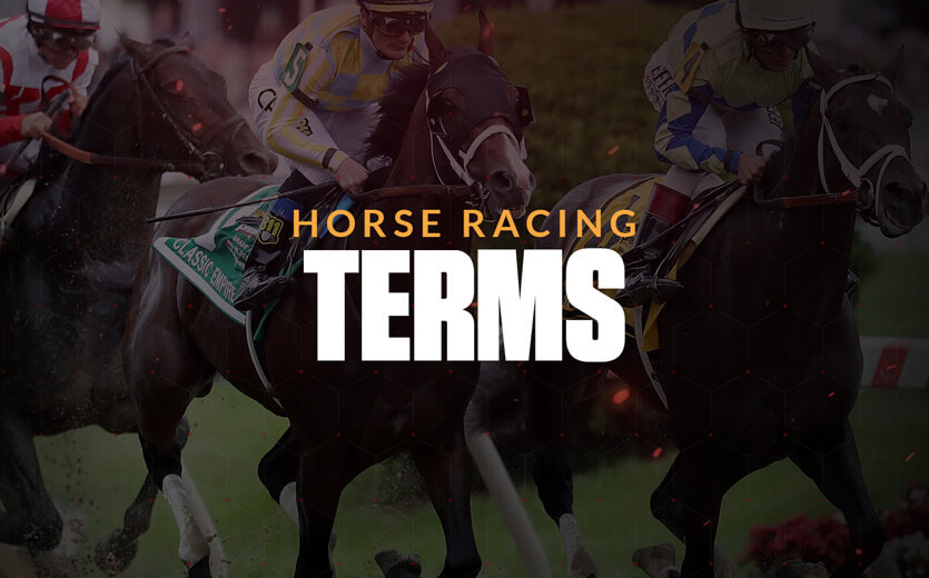 horse racing betting terms